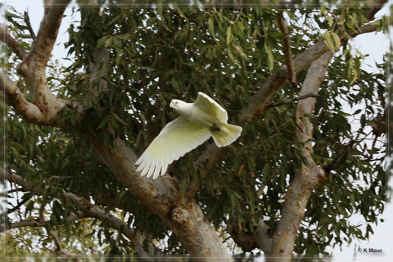 austr2011_145.jpg