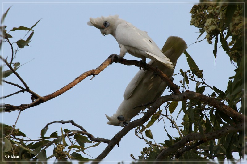 austr2011_147.jpg