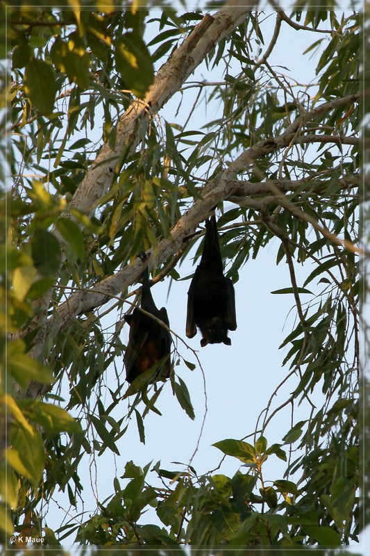 austr2011_148.jpg
