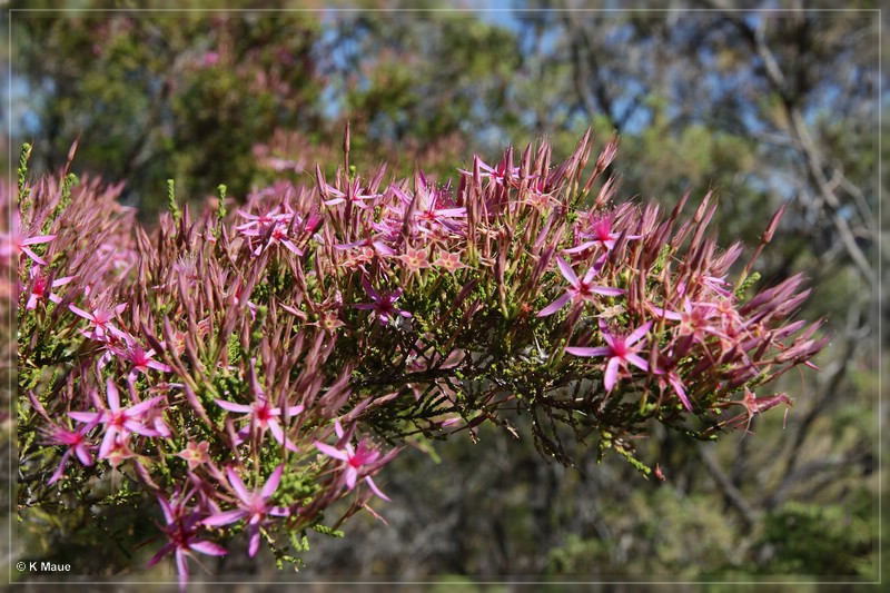 austr2011_207.jpg