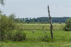 ostdeutschland_2019_149