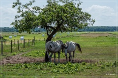 ostdeutschland_2019_151