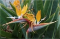 lapalma_2013_066