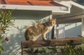 lapalma_2013_198