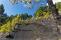 lapalma_2013_208