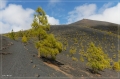 lapalma_2013_210