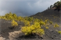 lapalma_2013_212