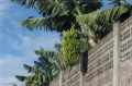 lapalma_2013_234