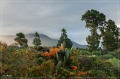 lapalma_2013_239