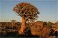 namibia_2010_035