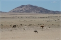 namibia_2010_041