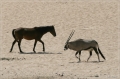 namibia_2010_042