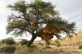 namibia_2010_084