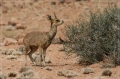 namibia_2010_099