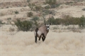 namibia_2010_106