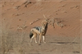 namibia_2010_143