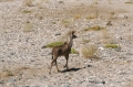 namibia_2010_170