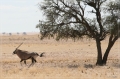 namibia_2010_171