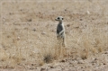 namibia_2010_172