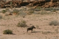 namibia_2010_180