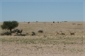 namibia_2010_213