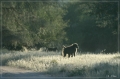 namibia_2010_253