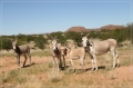 namibia_2010_325