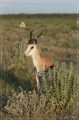 namibia_2010_370