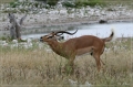 namibia_2010_385