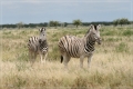 namibia_2010_390