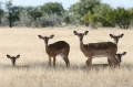 namibia_2010_399