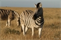 namibia_2010_403