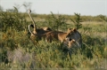 namibia_2010_405