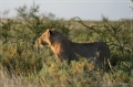 namibia_2010_406