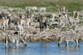 namibia_2010_418