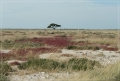 namibia_2010_422