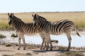 namibia_2010_423