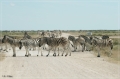 namibia_2010_426