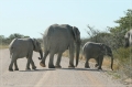 namibia_2010_446