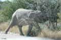 namibia_2010_447