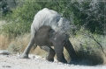 namibia_2010_448