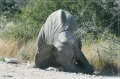 namibia_2010_449