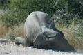 namibia_2010_450