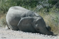 namibia_2010_451