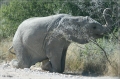 namibia_2010_453