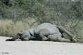 namibia_2010_461