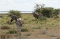 namibia_2010_467