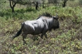 namibia_2010_468