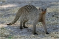 namibia_2010_478