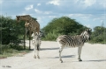 namibia_2010_482